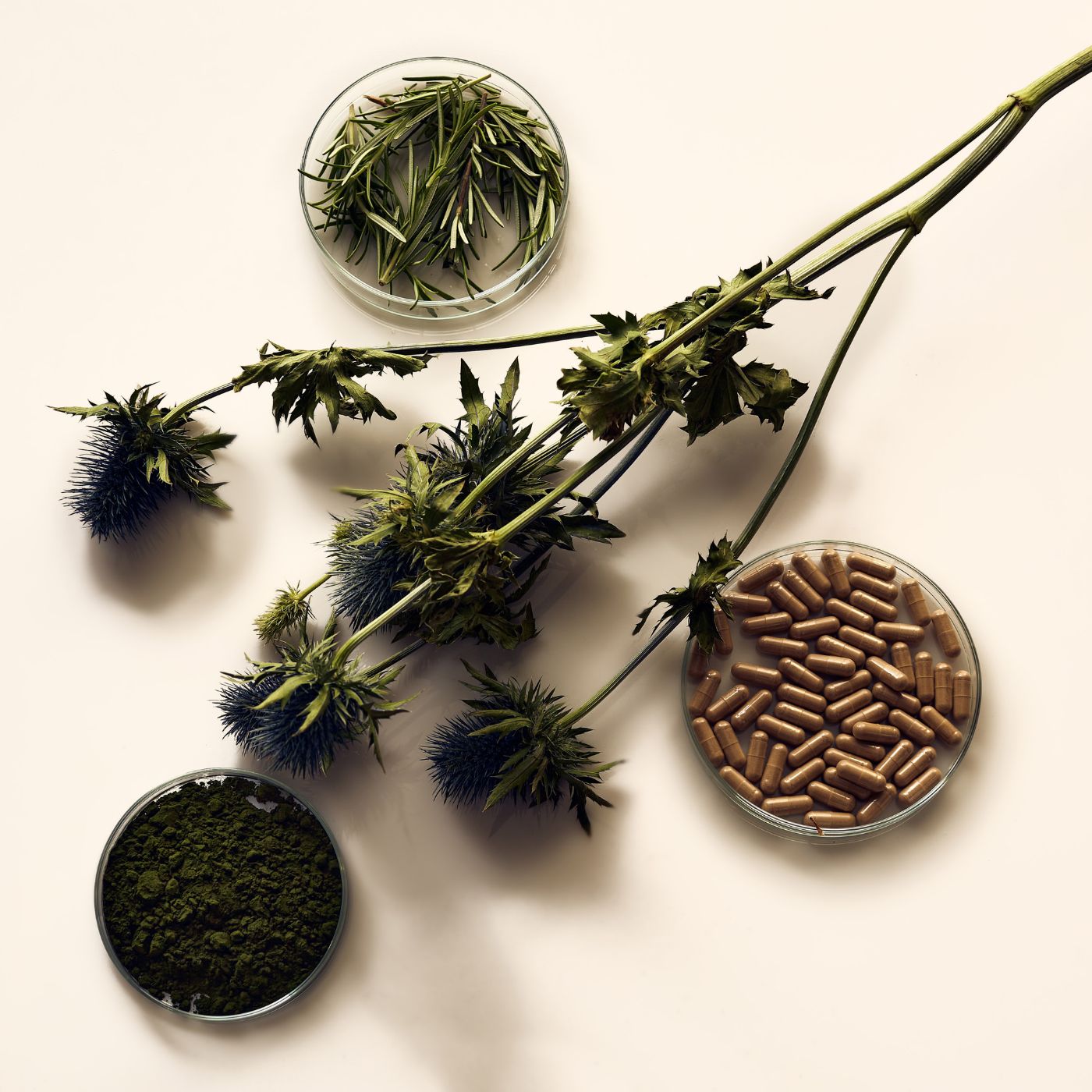 inhaltsstoffe von reset, zu sehen sind distel, chlorella, rosmarin und kapseln in einer petrischale