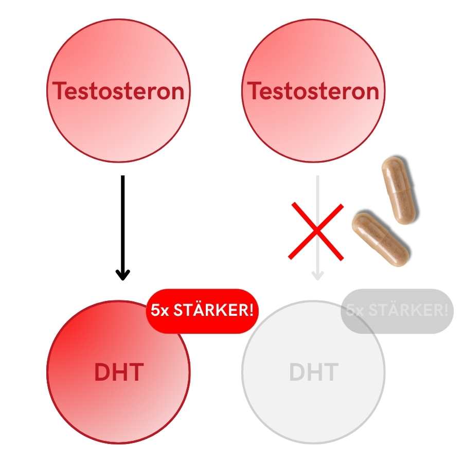 graphische Darstellung wie beauty die Umwandlung von Testosteron zu DHT reduziert