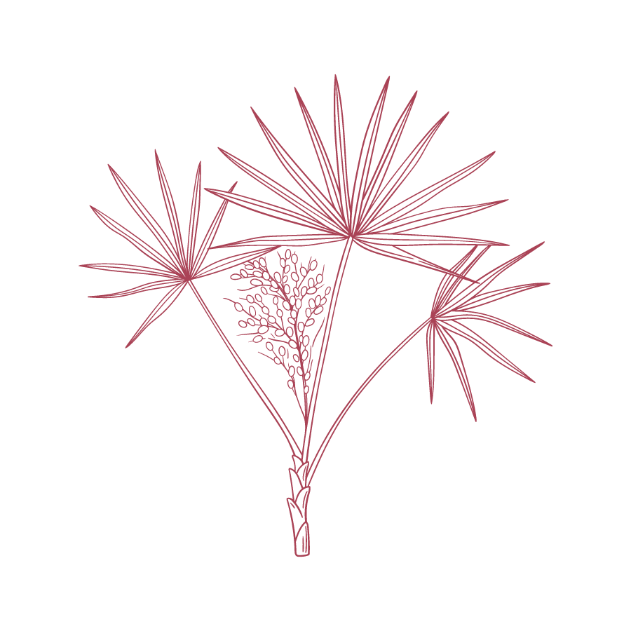 Illustration Sägepalme