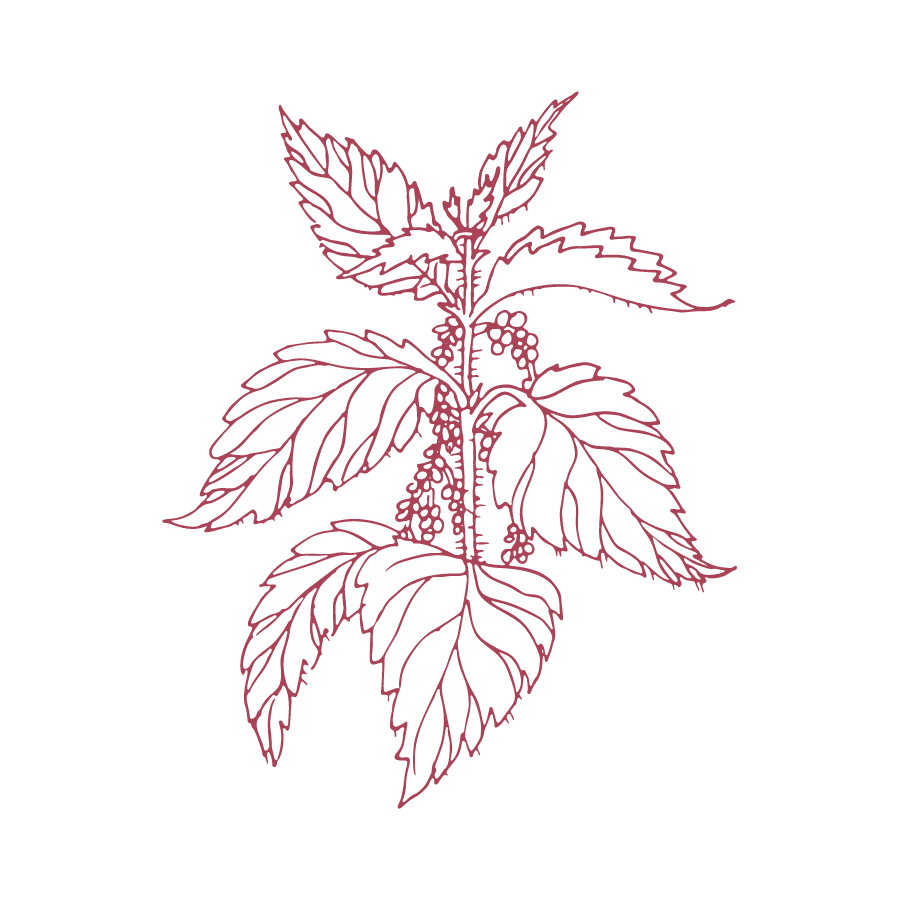Illustration Brennnessel