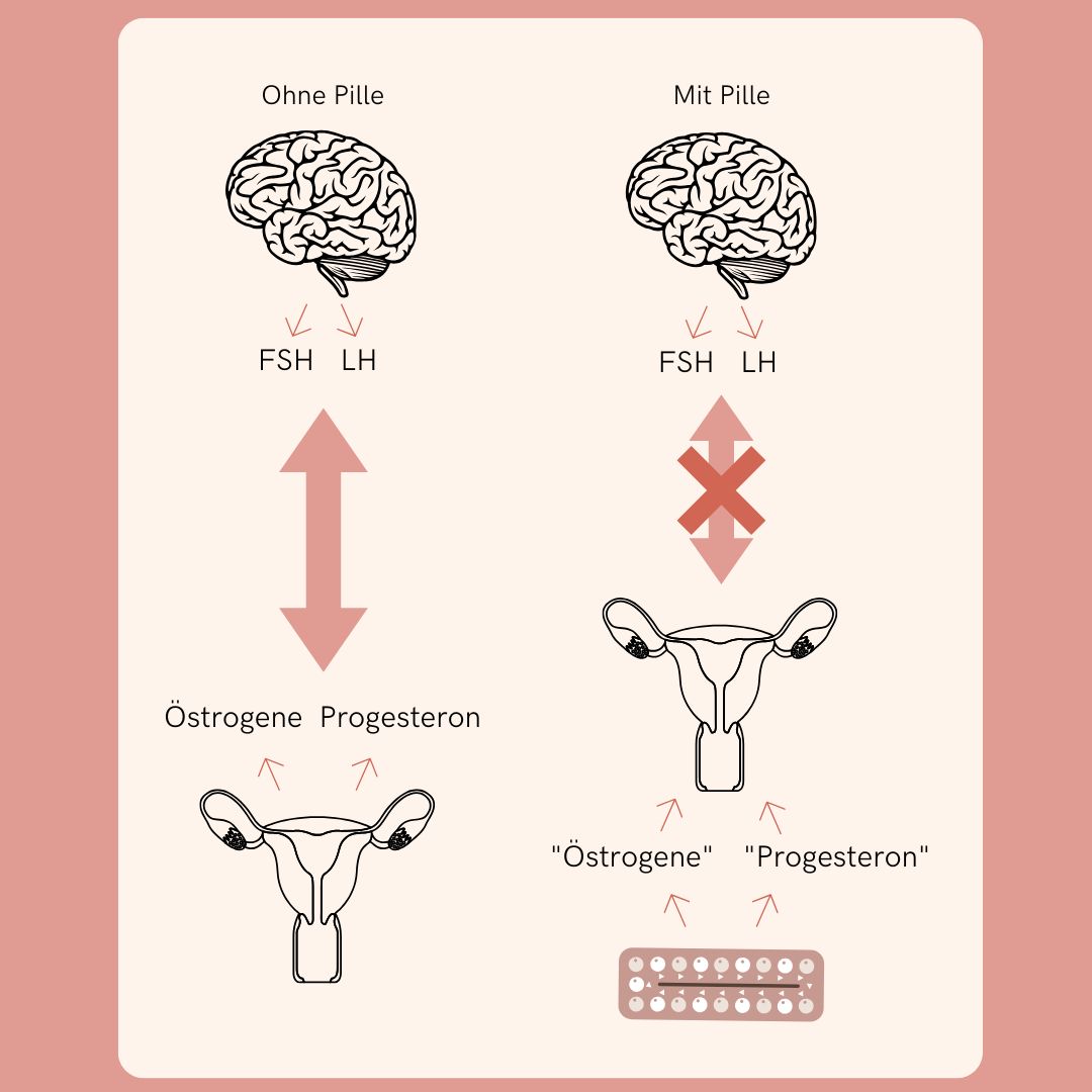 fenou Infographik Hormonsystem mit und ohne Pille