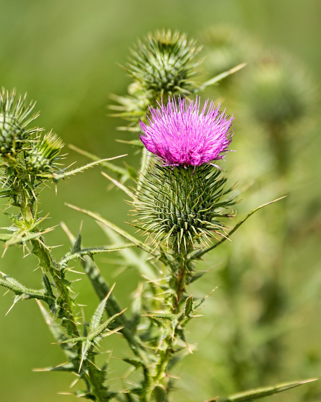 Distelblüte
