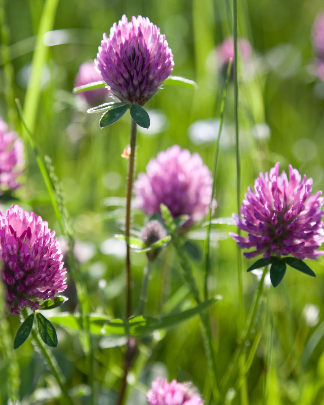 Rotkleeblüten auf Wiese