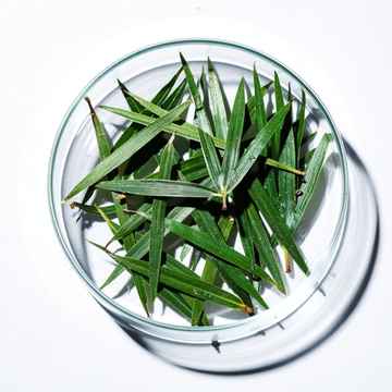 Sägepalmenfruchtextrakt (Serenoa repens)