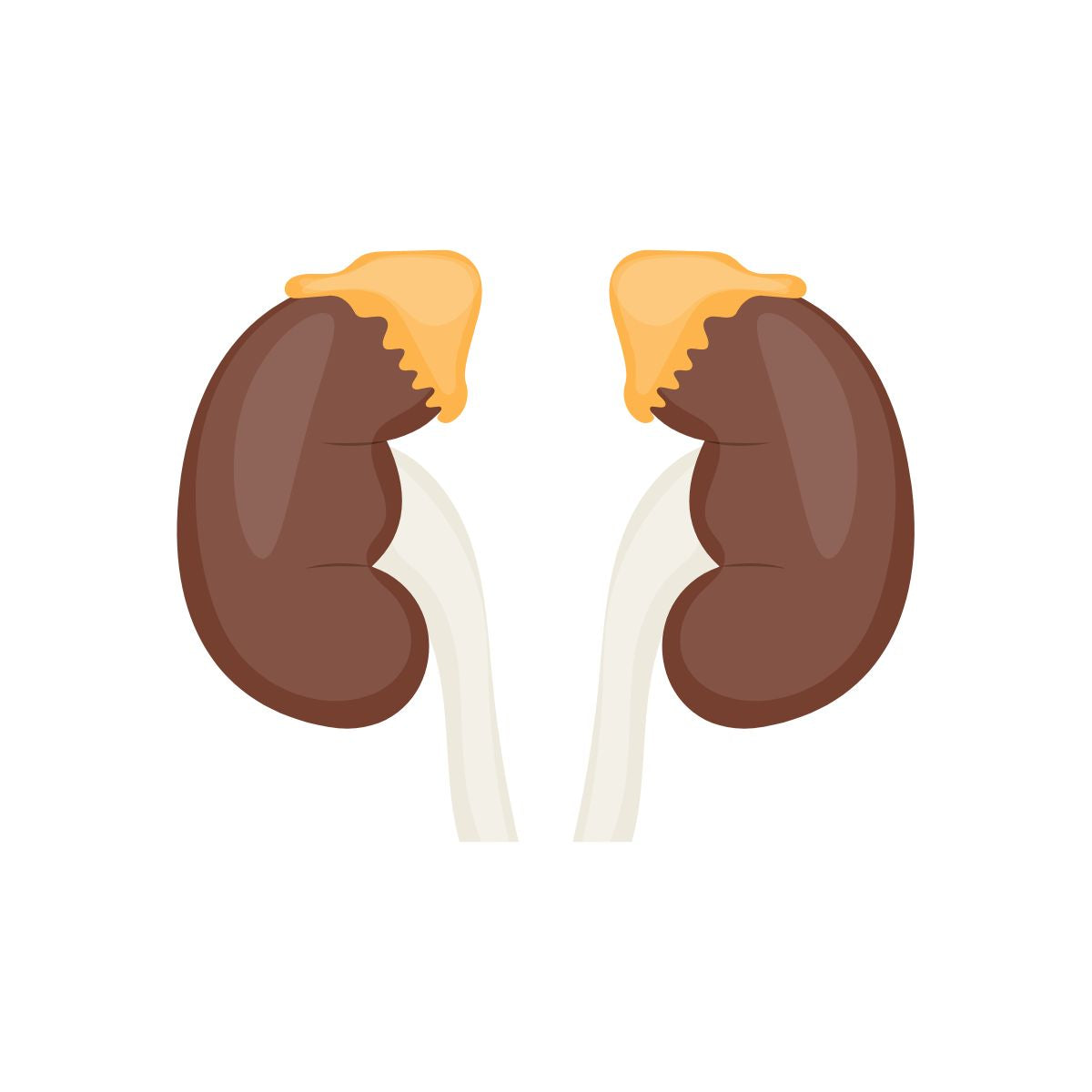 farbliche Illustration der nebennieren